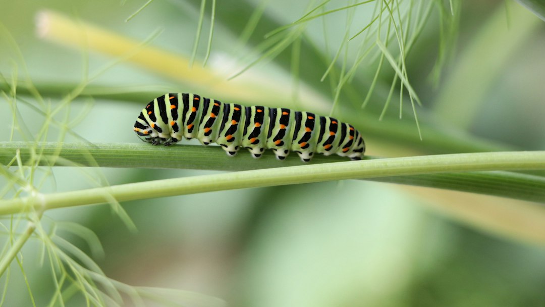 Caterpillar ID: Identify the Species Before You Treat the Problem
