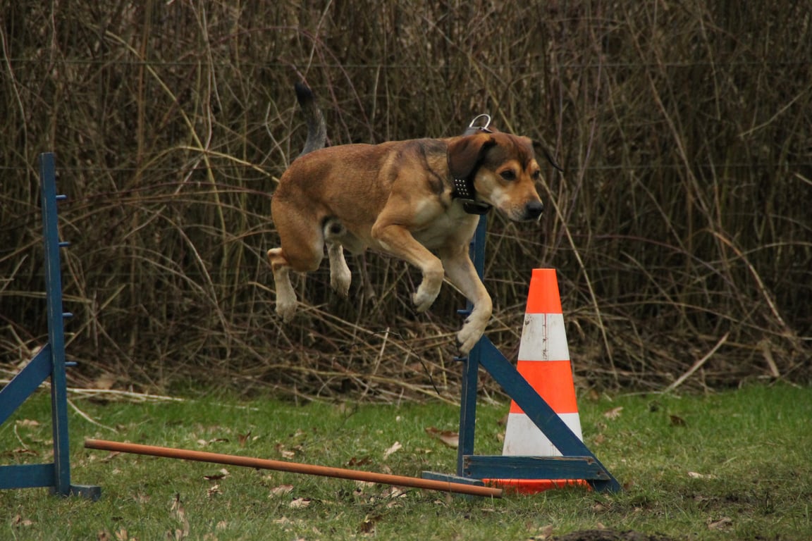dog training class