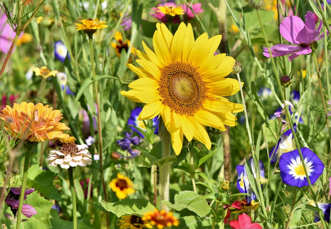 layered garden planting bed