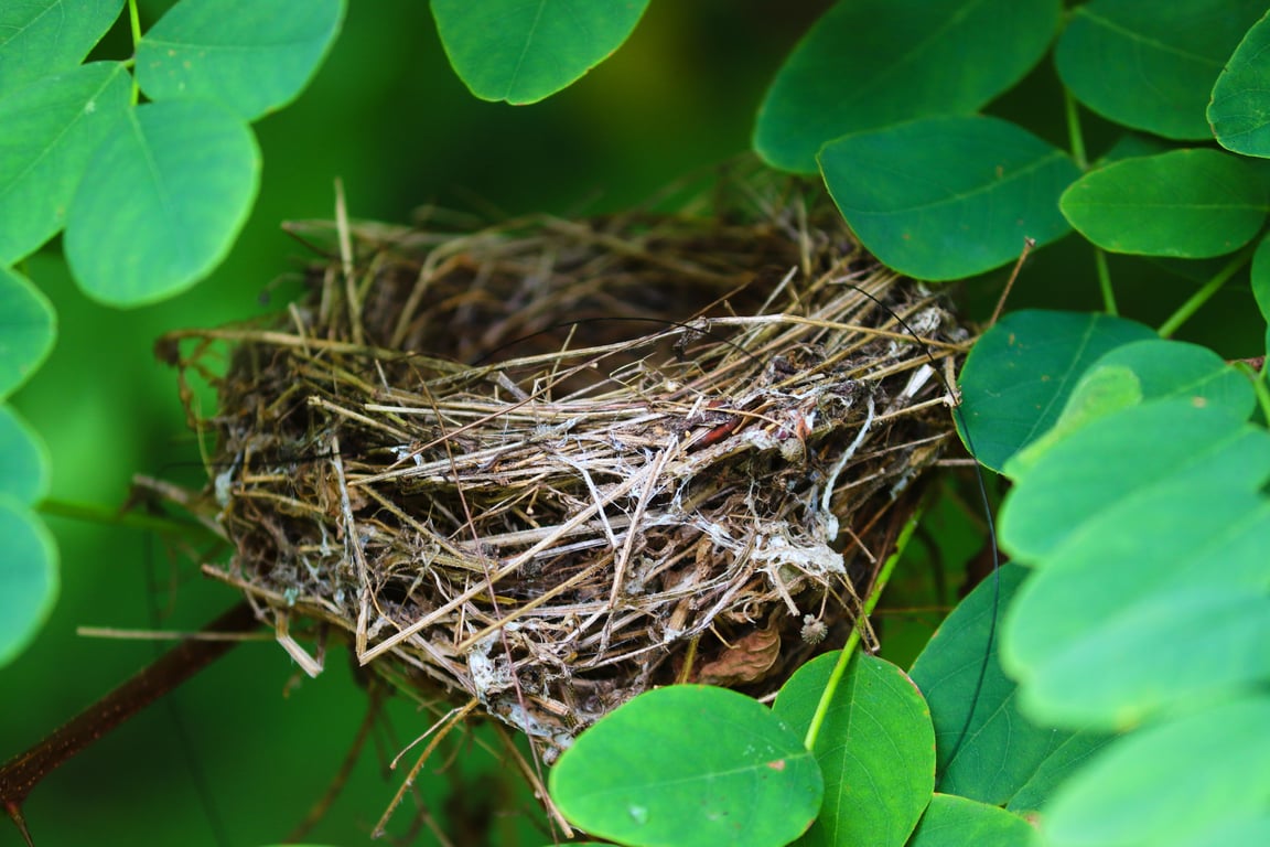 Nest thermostat