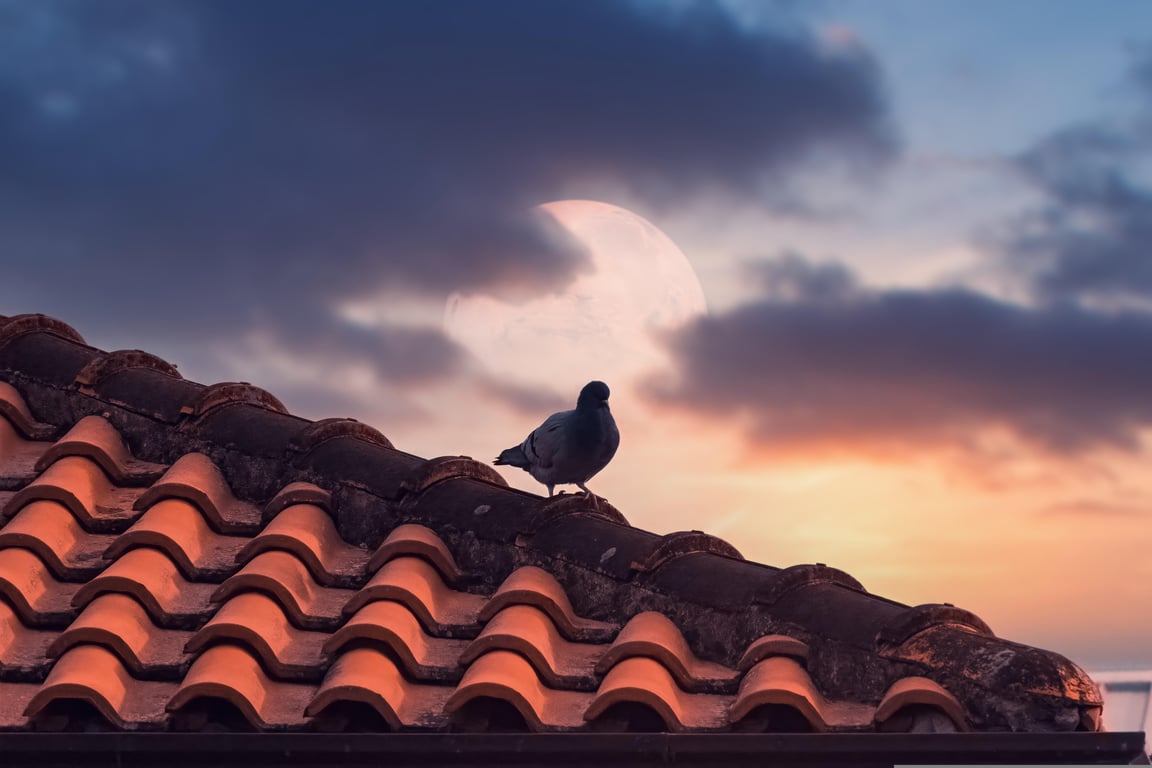 roofing contractor inspecting roof