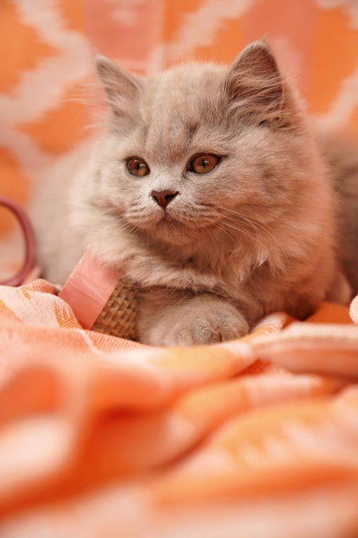 cat veterinary diet