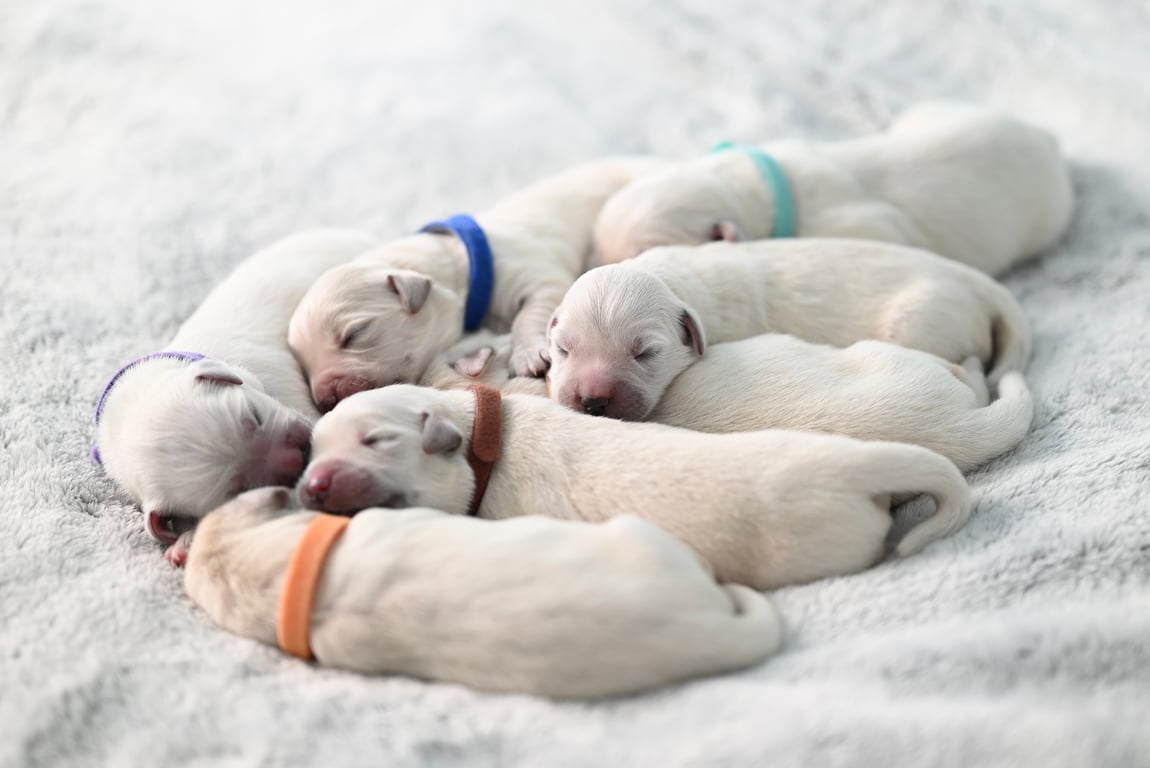 small dog soft treats