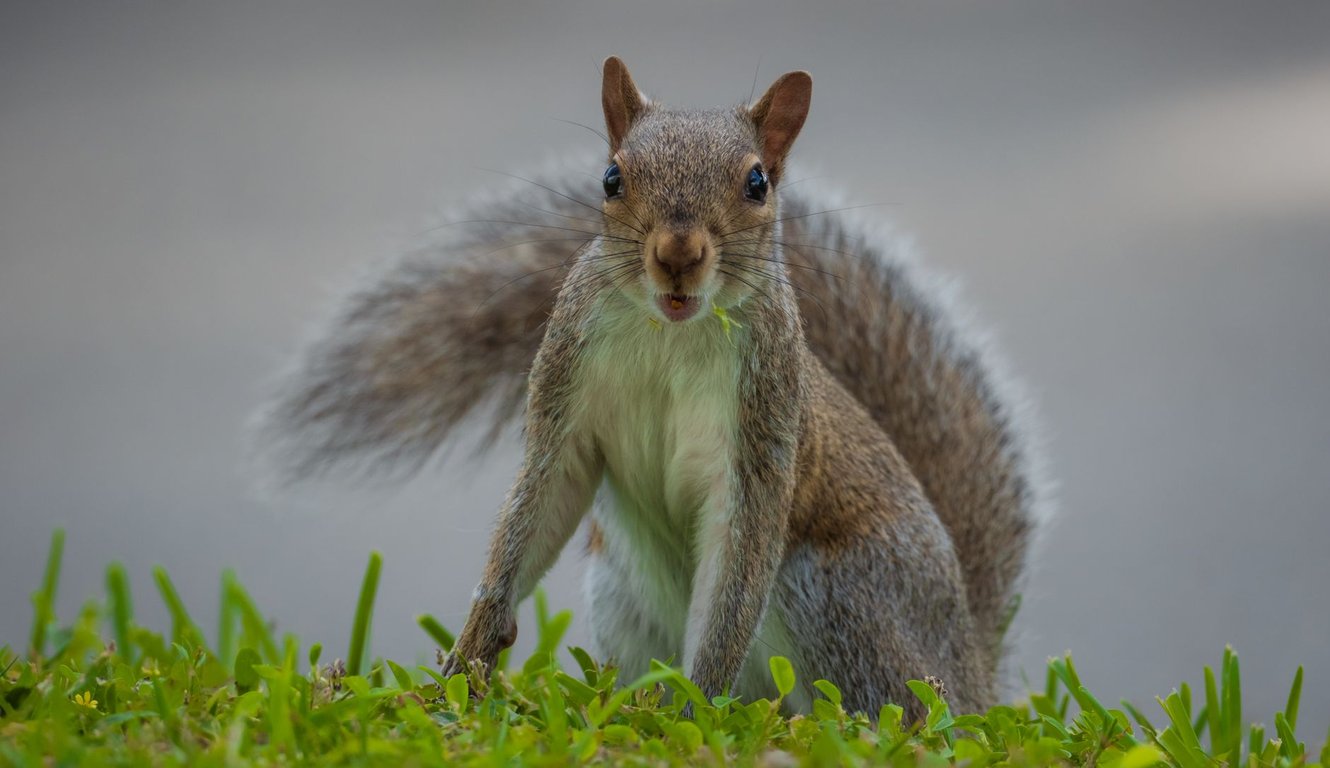 Squirrel Removal Near Me: How to Choose a Humane, Qualified Local Service
