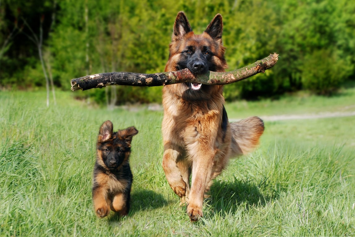 German Shepherd puppy eating kibble