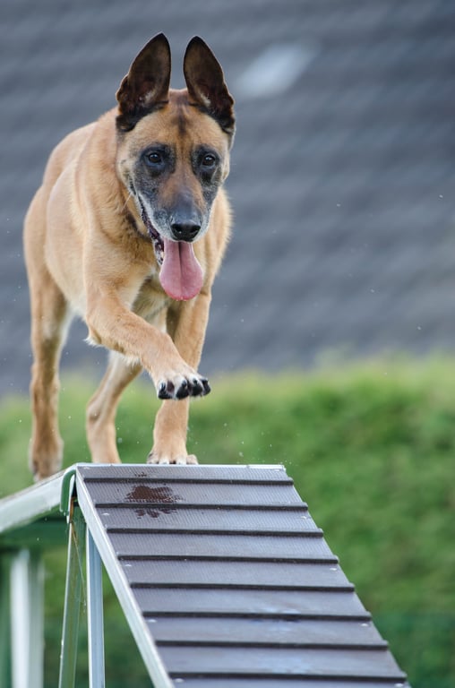 dog grooming training