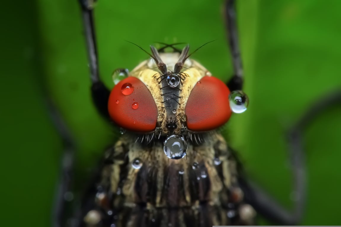 home pest inspection