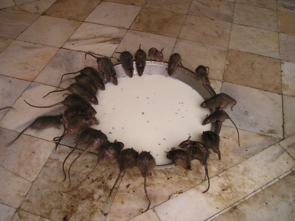 rat trap
