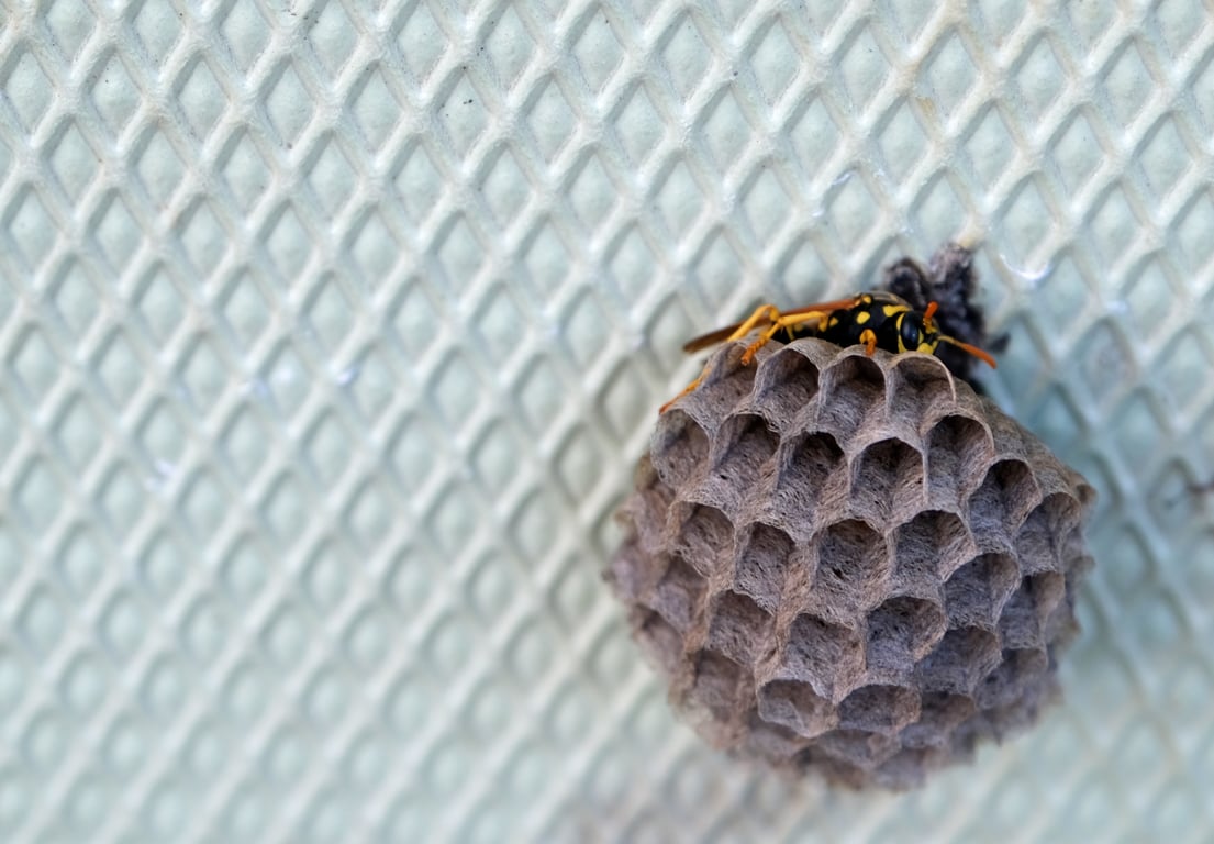 wasp nest under roof eave