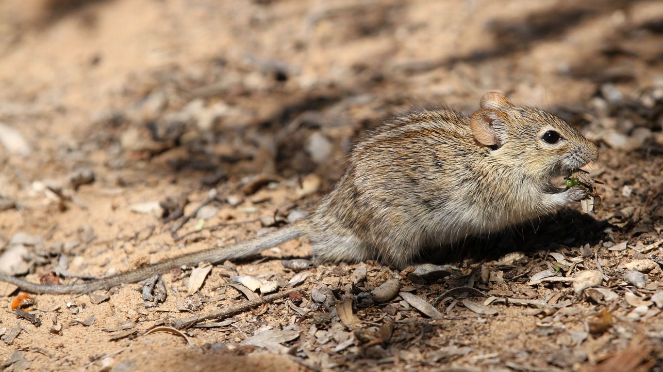 Rat Removal: Eliminate the Infestation and Seal Out Future Rodents