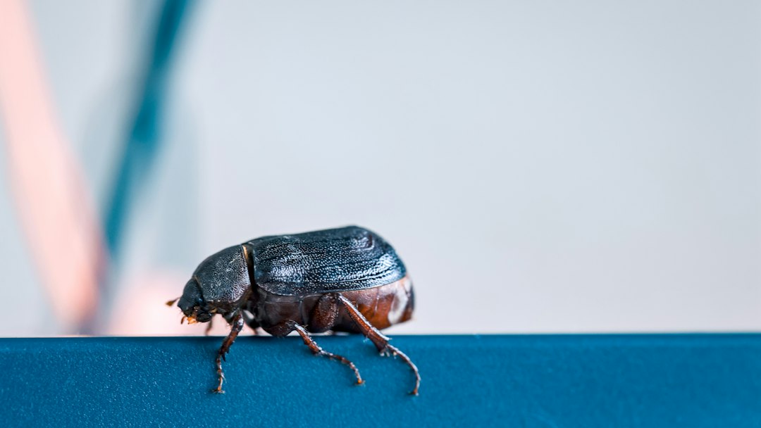 Roach Exterminator Cost: A Practical Guide to Treatment Prices and Service Value