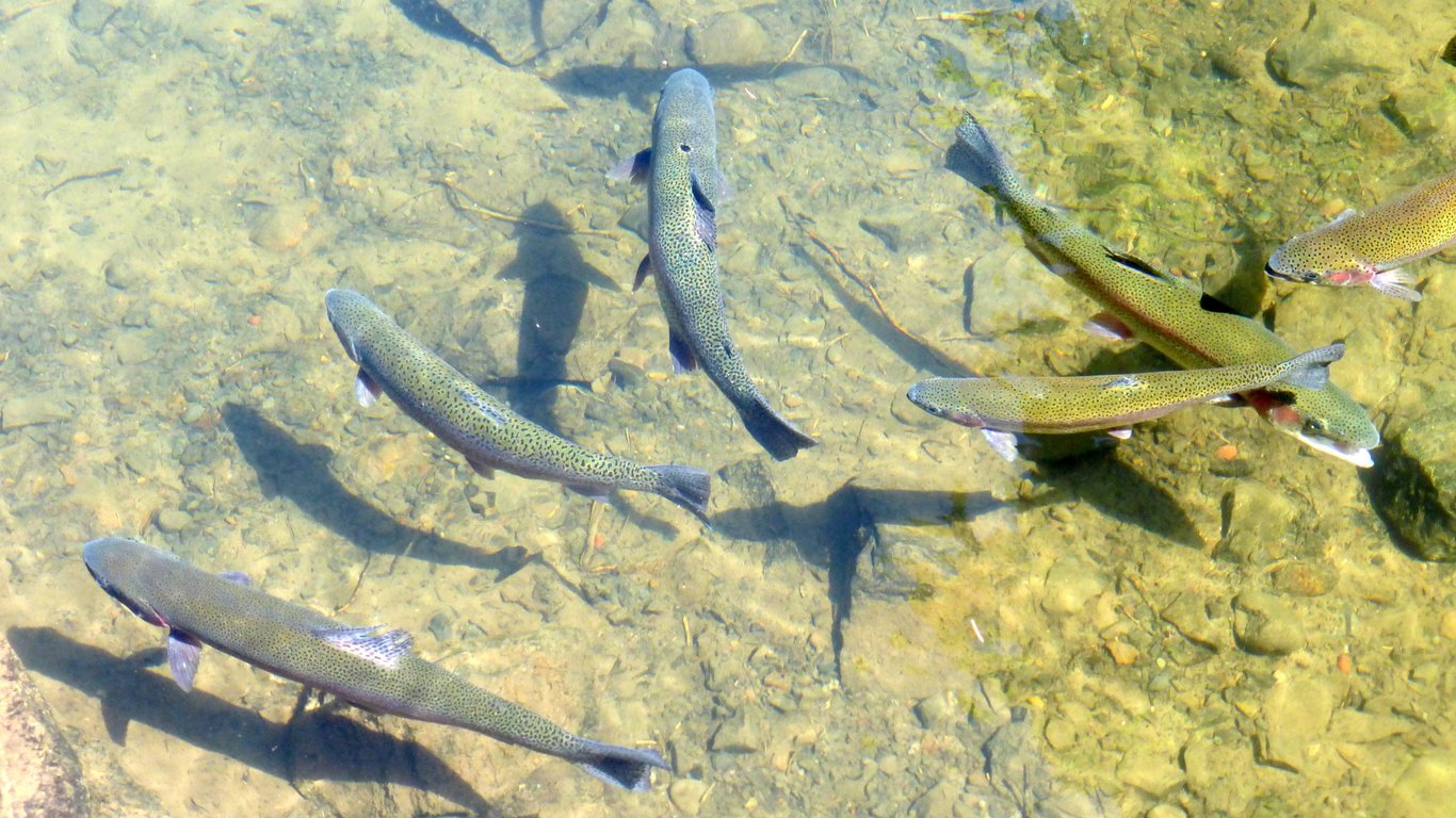 trout fishing river