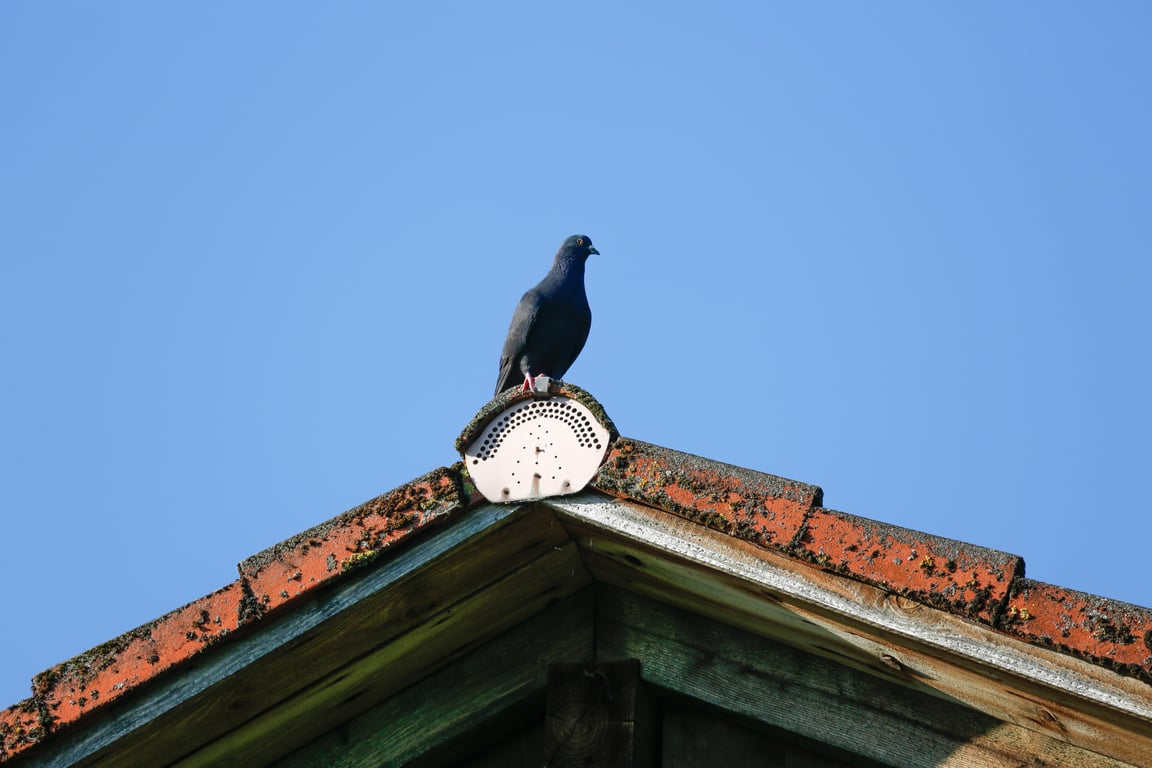 roof replacement shingles