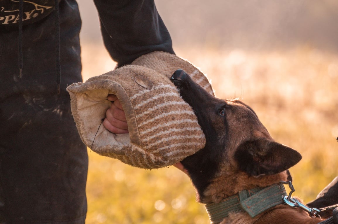 Dog Boot Camp: When Intensive Training Is Worth It for Your Dog