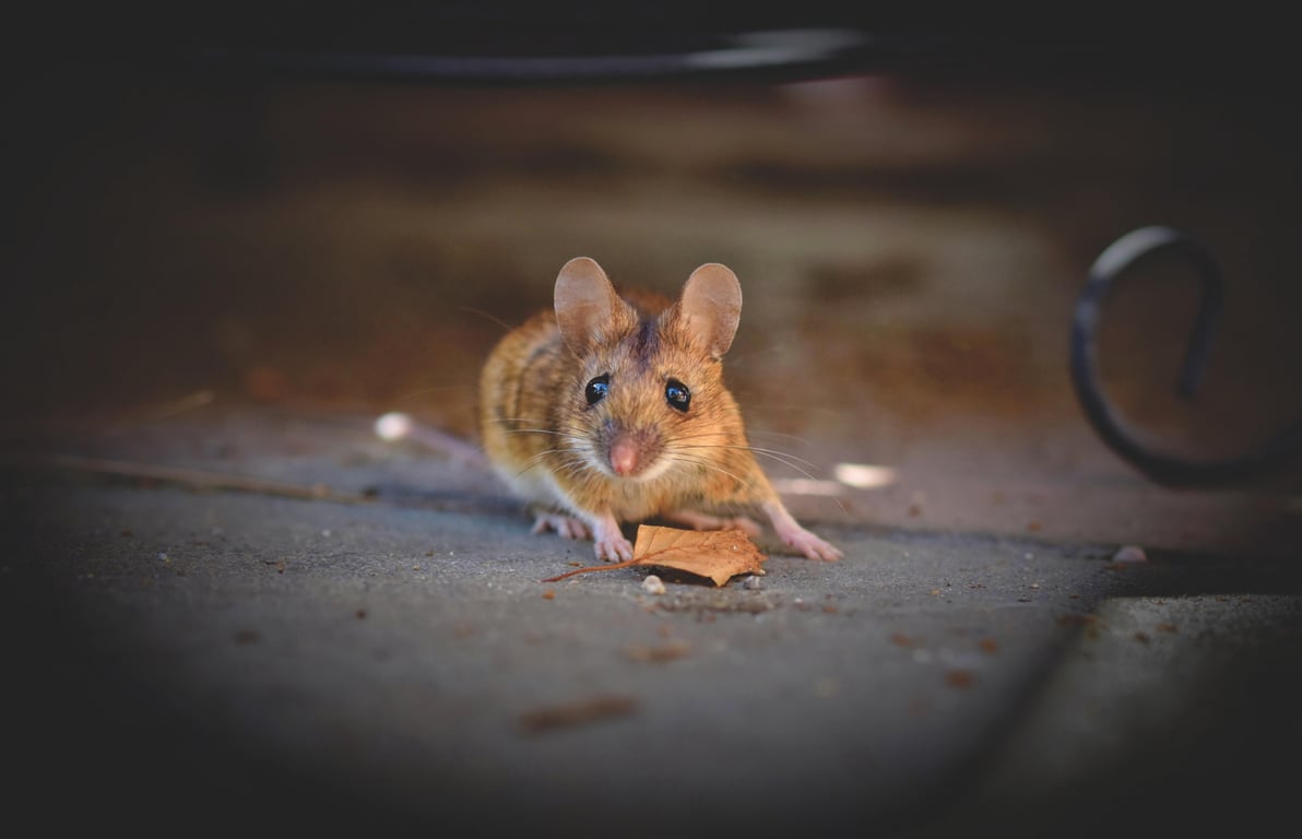 mouse exterminator inspection