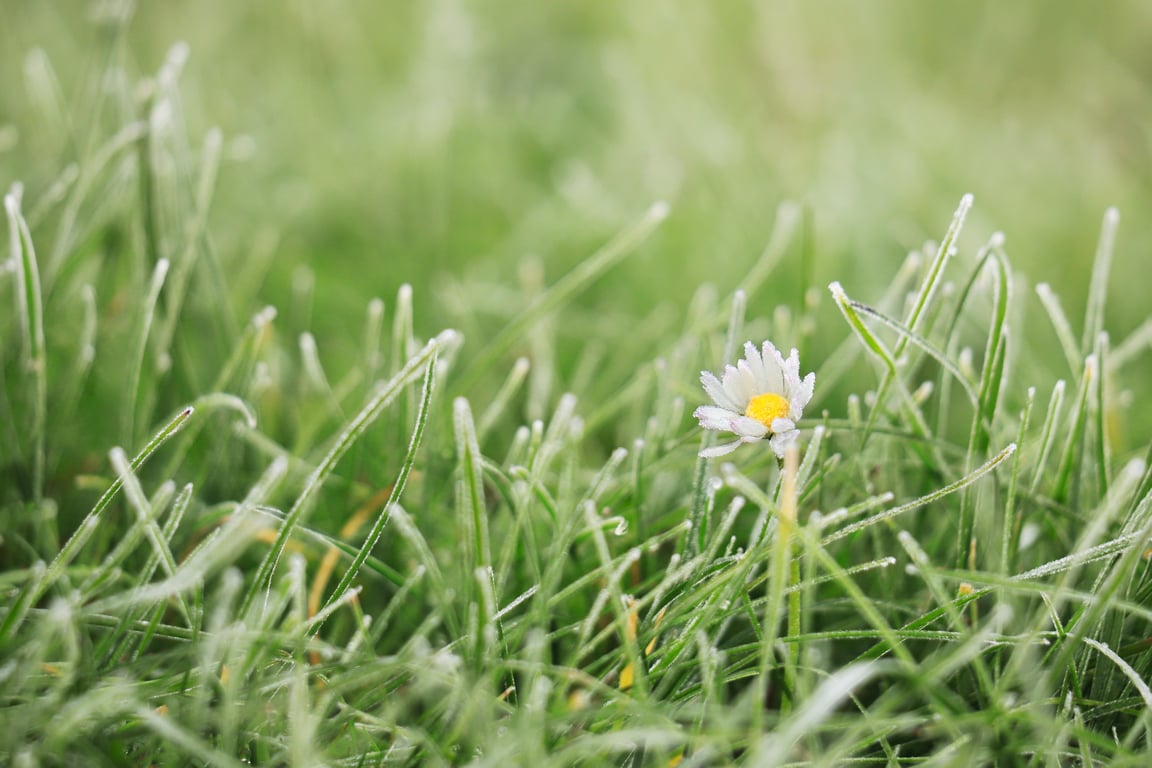 lawn aeration
