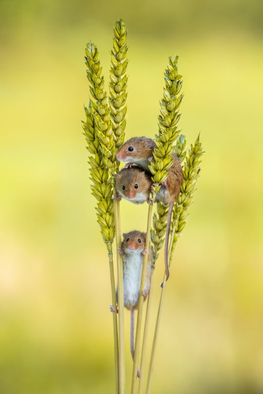 mouse trap