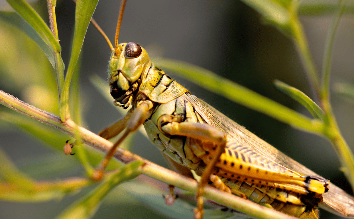common household pests