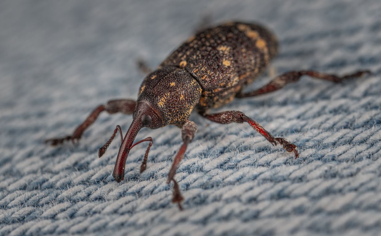 Termite Pest Control Near Me: How to Choose a Qualified Local Exterminator