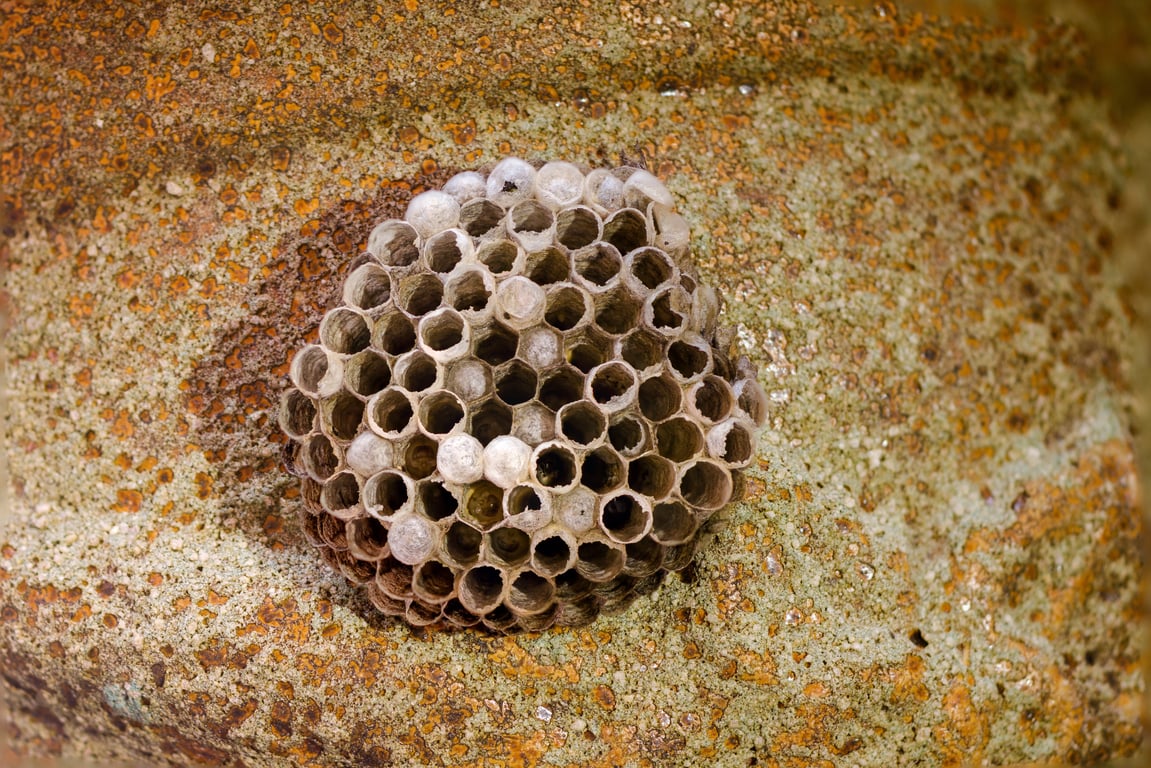 wasp nest roof eaves