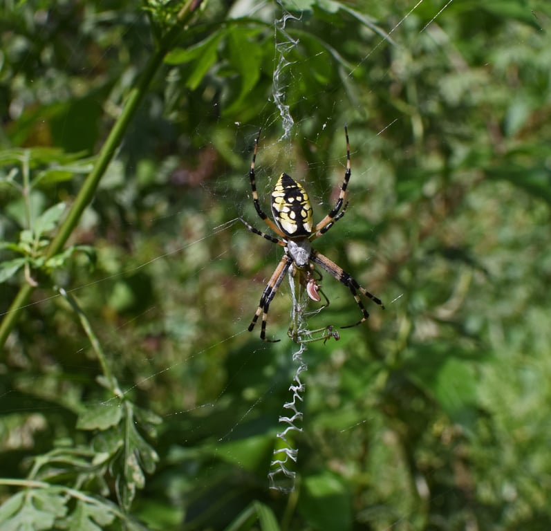 spider on garden web