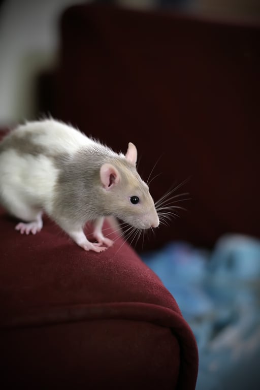rat pest control technician inspection