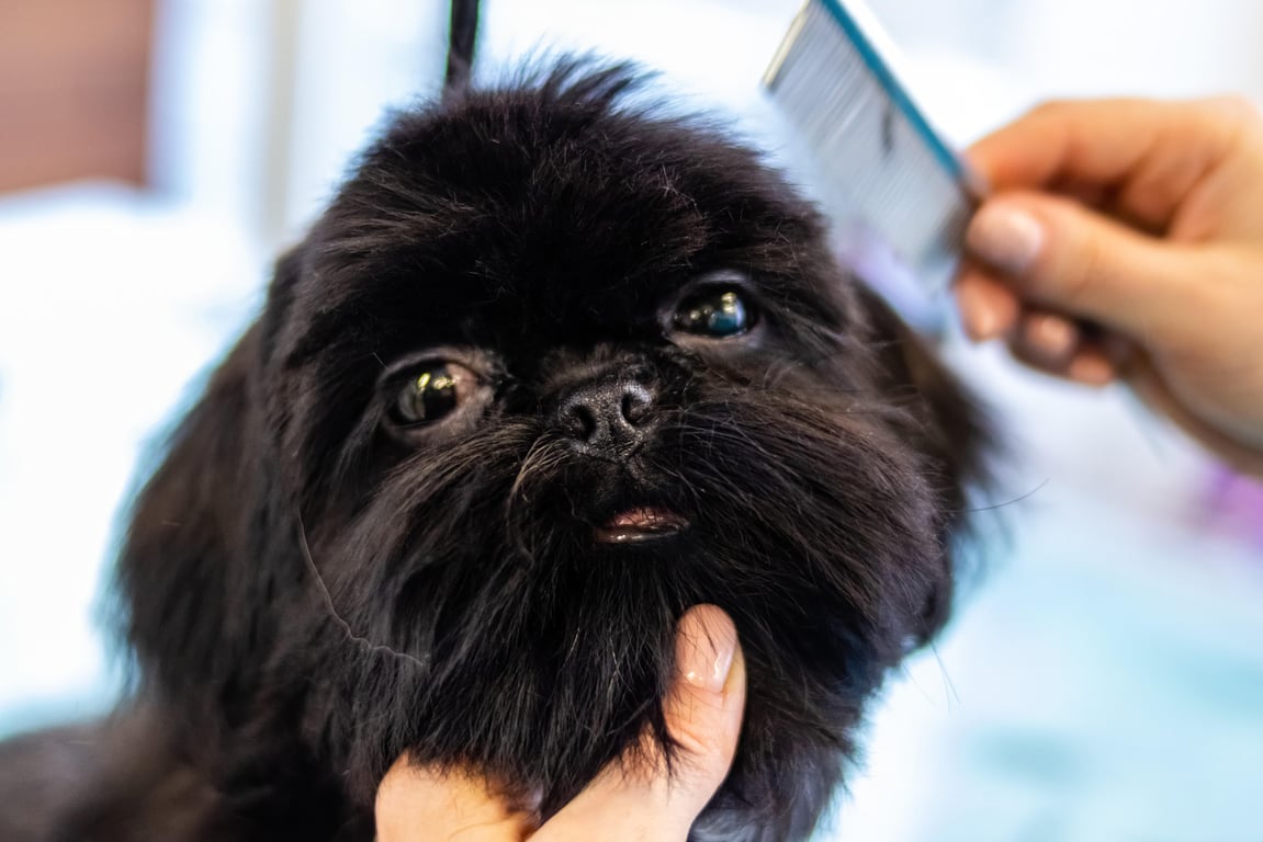 PetSmart dog grooming salon