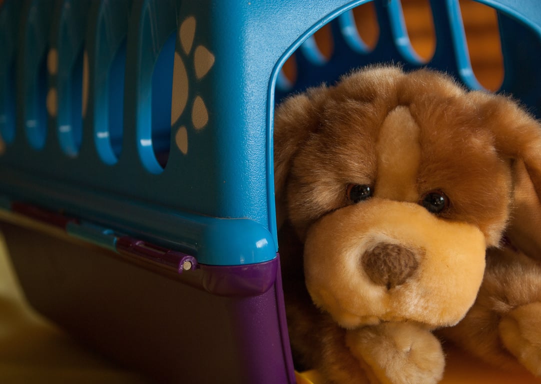 dog veterinary clinic