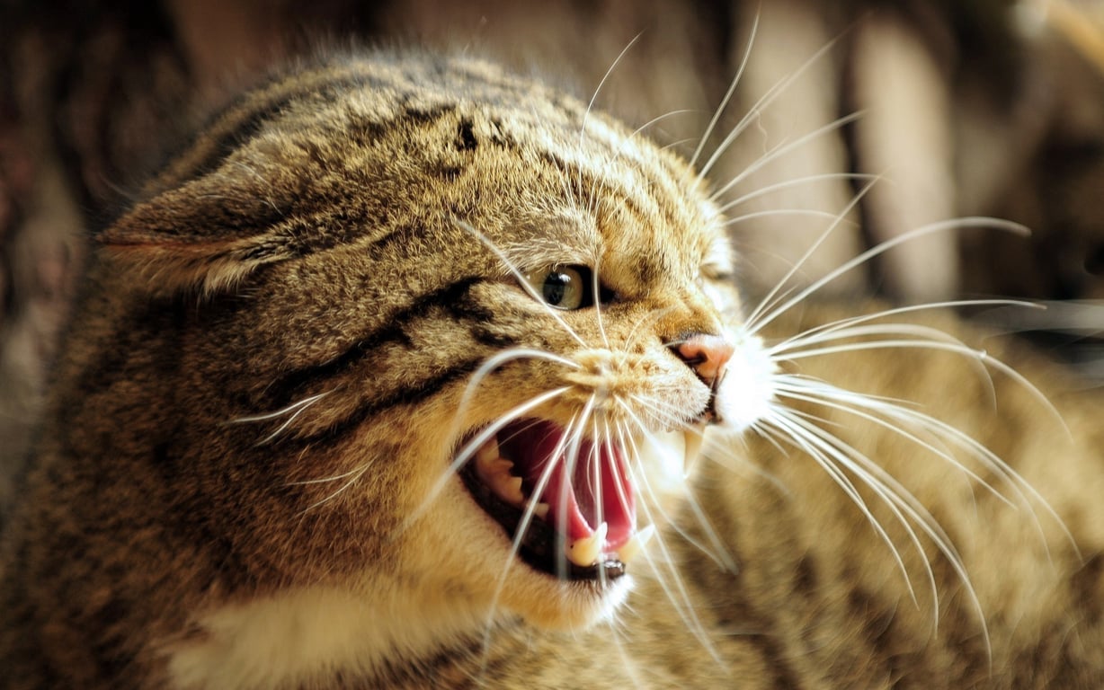 cat teeth brushing