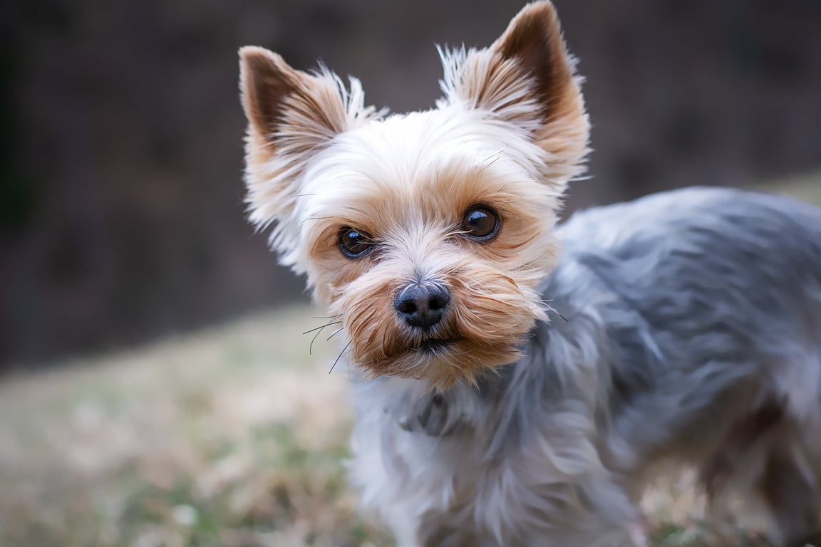 dog veterinary examination
