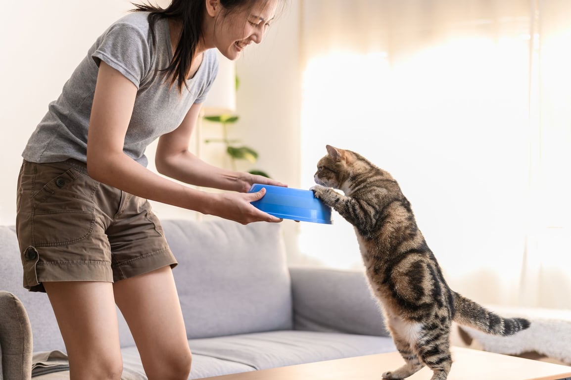 Pawfinity: A Practical Guide to Pet Care Products and Everyday Choices