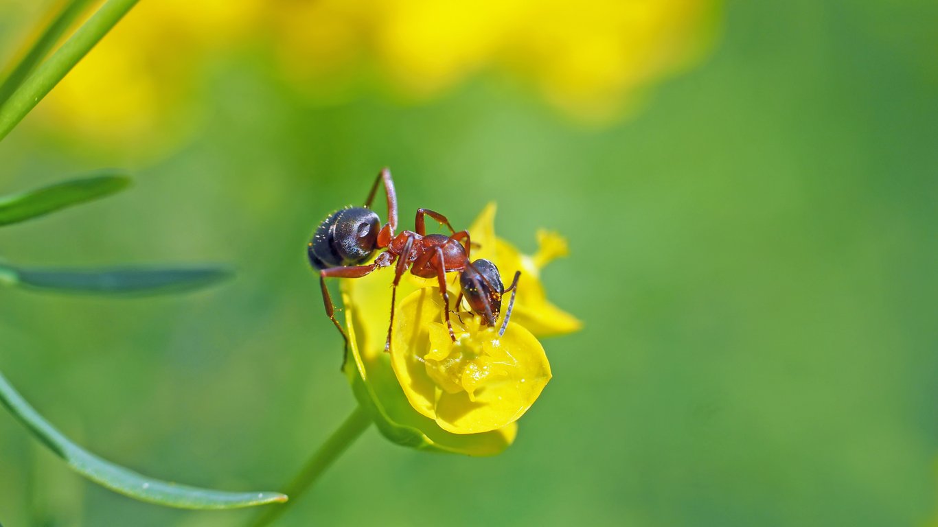 Which Ants Are in Your Home? A Practical Guide to Ant Identification