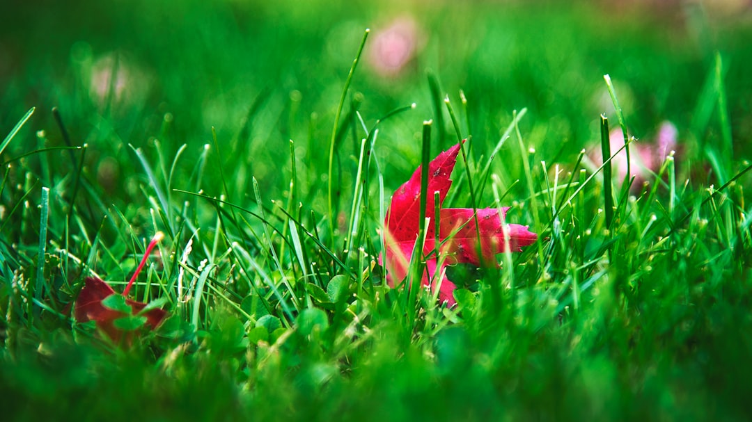Lawn Care Cost: What You’re Really Paying For and How to Budget Wisely