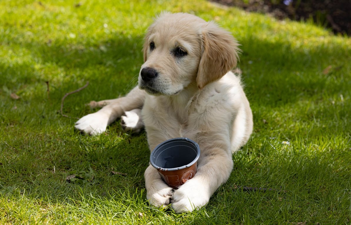 Hill’s Science Diet Puppy Food: A Practical Guide to Choosing the Right Formula
