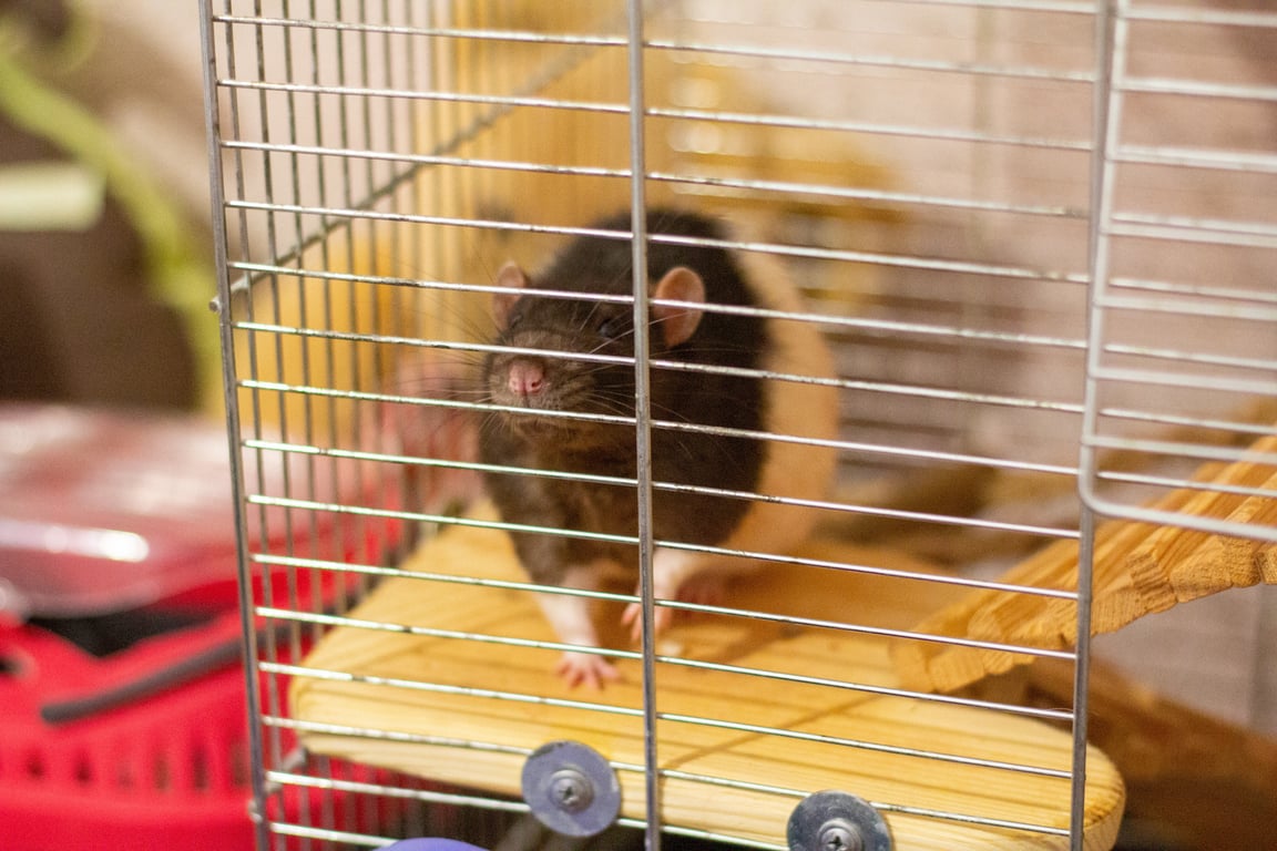 rat trap in home