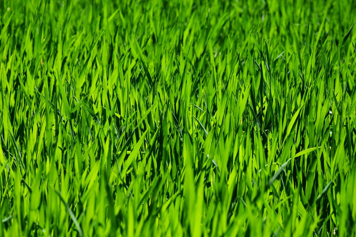 healthy green lawn mowing