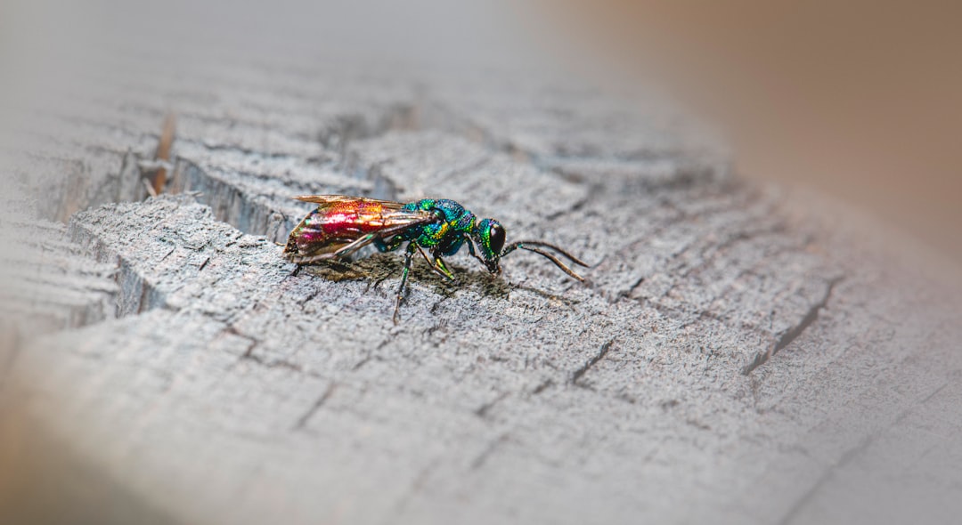 Termite Exterminator Cost: What Drives the Price of Protecting Your Home