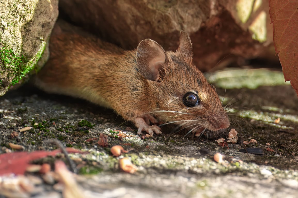 mouse traps along wall
