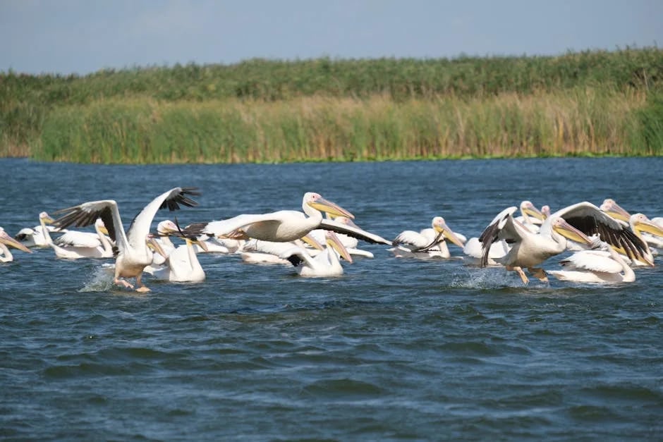 Image describing How to Get the Best Delta Reserve Card Now 7 Proven Tips (2026)