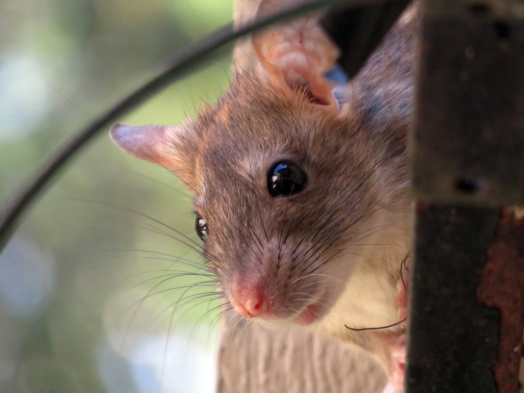 rat exterminator inspecting attic
