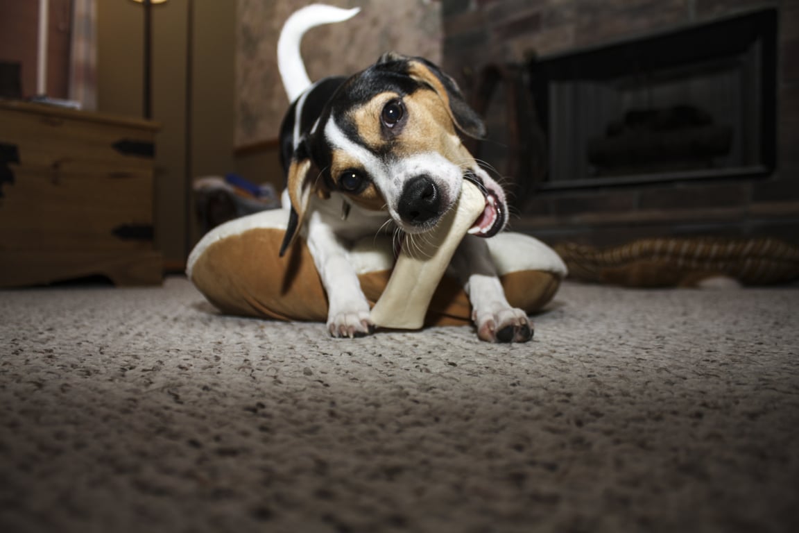 dog chewing treat