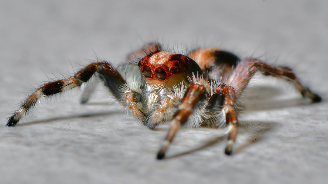 Spider Identification by Picture: Identify the Spider Before Choosing a Treatment