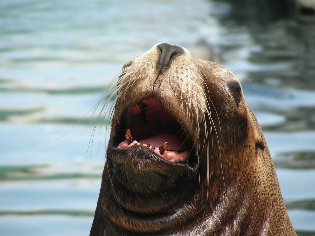 La Jolla Children's Pool sea lions
