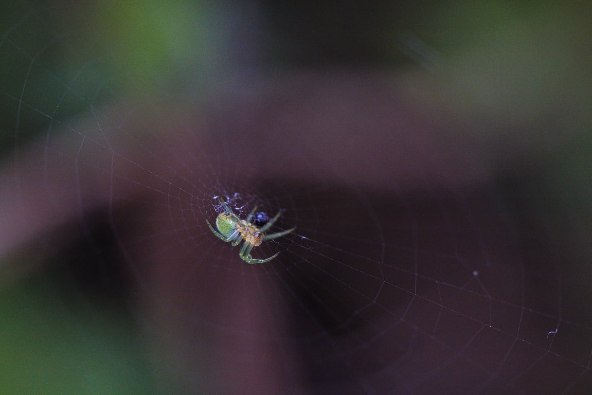 spider mites on houseplant