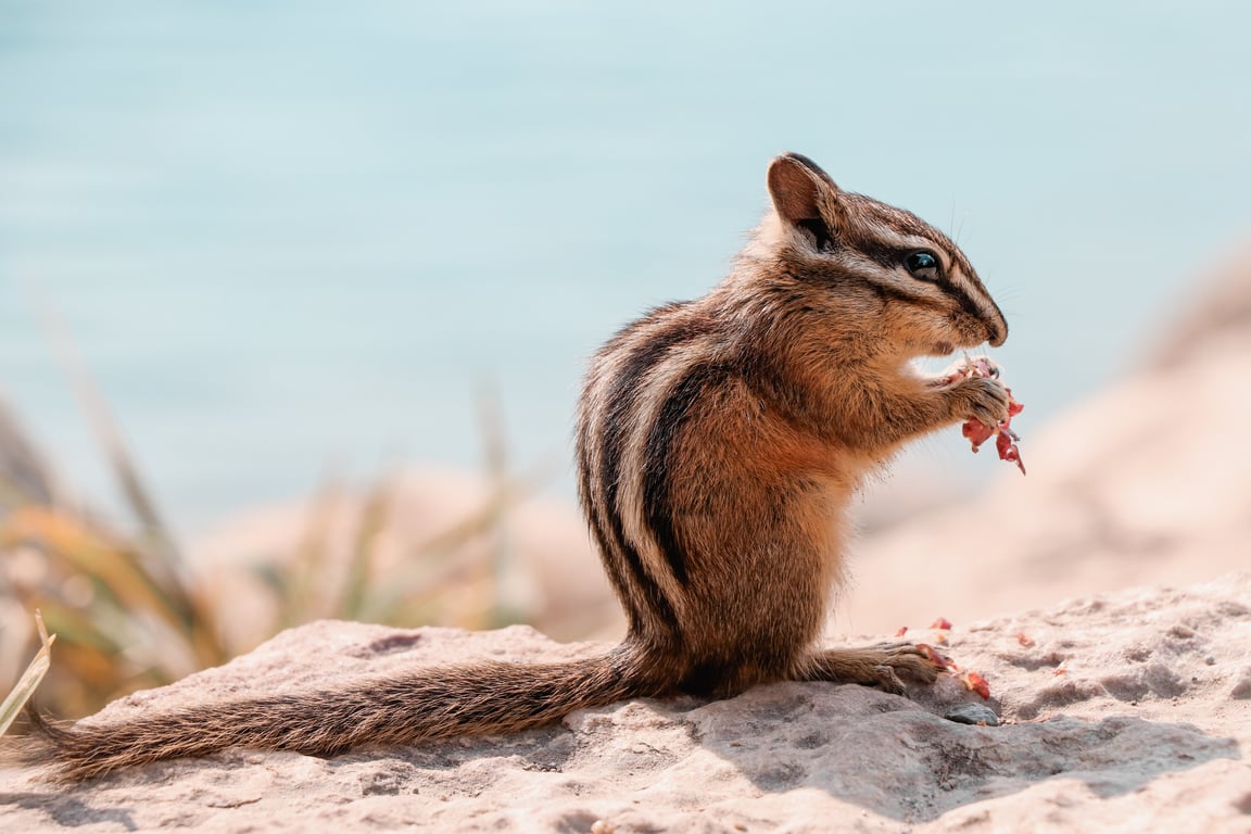 rodent traps