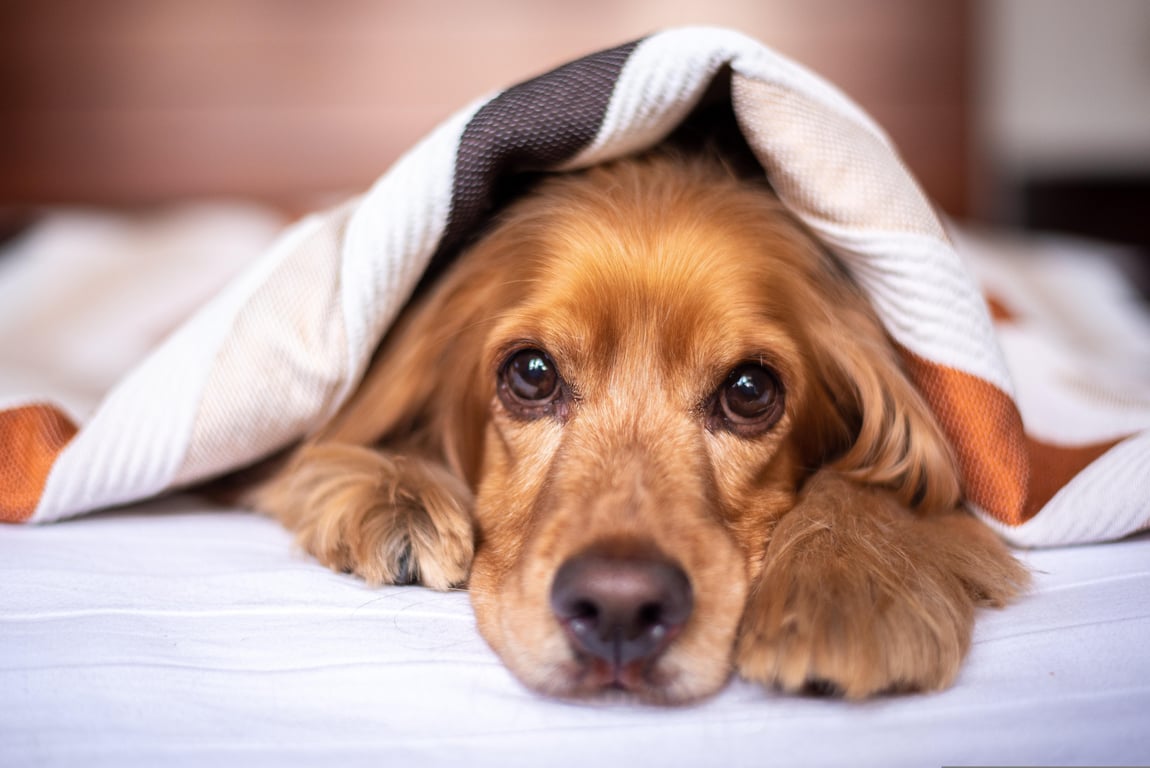 orthopedic dog bed