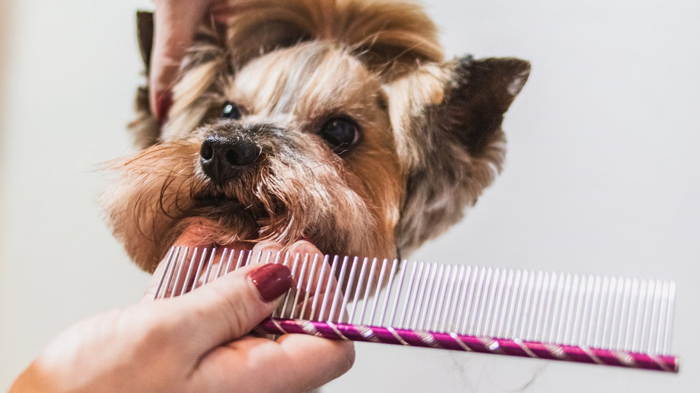 dog grooming brush
