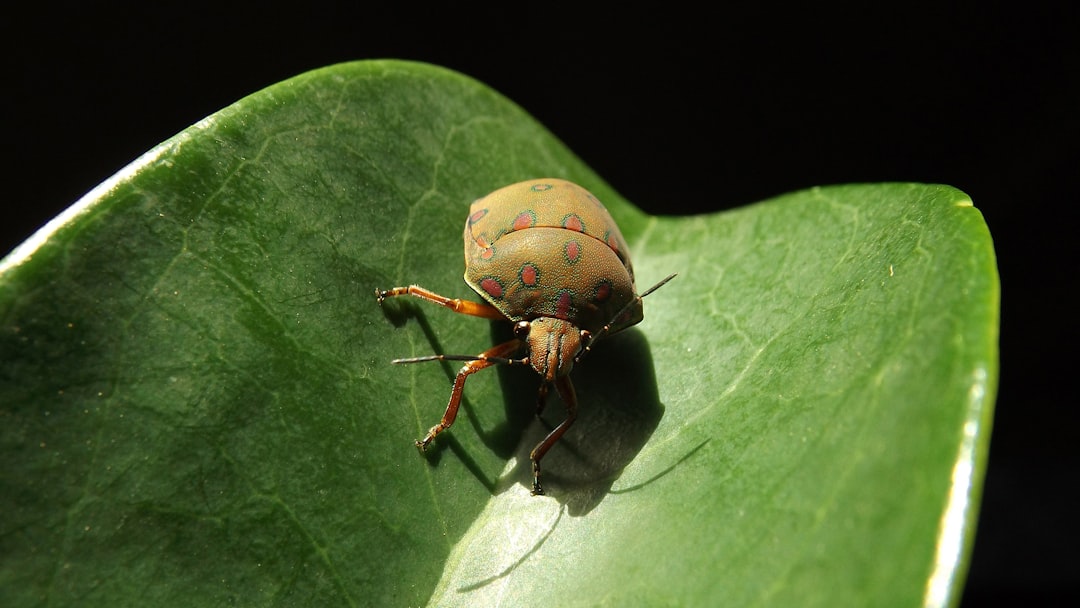 Identify Bugs by Picture: Match the Pest Before You Treat It