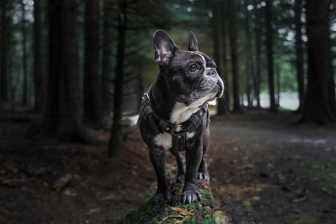 dog harness fitting