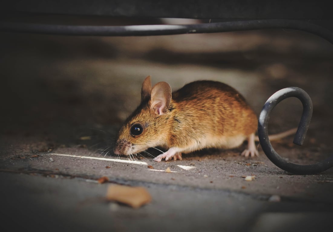 mouse trap